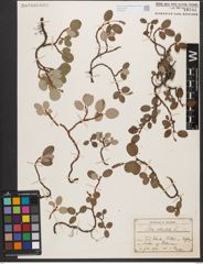 Foto von Salix reticulata L.